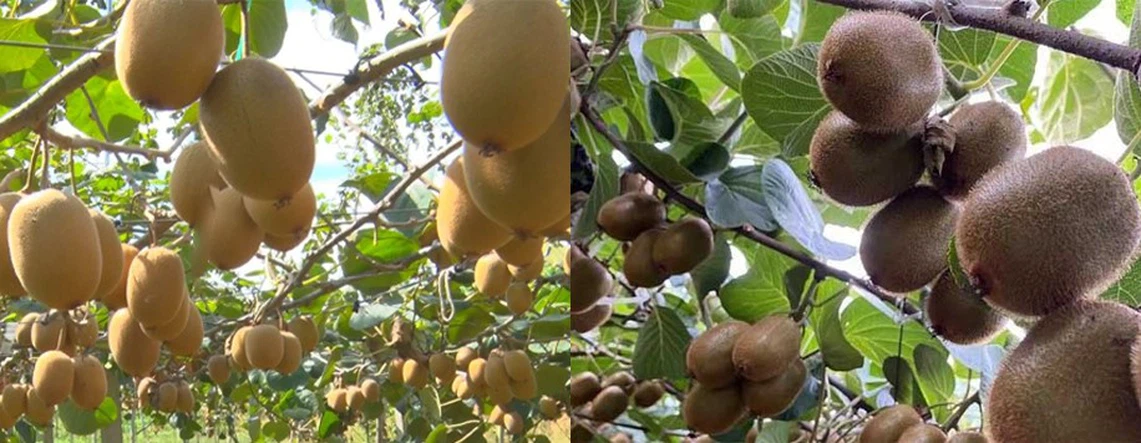 Kiwi Fruit Powder2 Kiwi Fruit Powder2